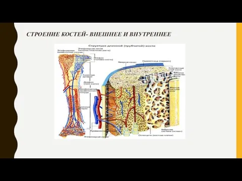 СТРОЕНИЕ КОСТЕЙ- ВНЕШНЕЕ И ВНУТРЕННЕЕ