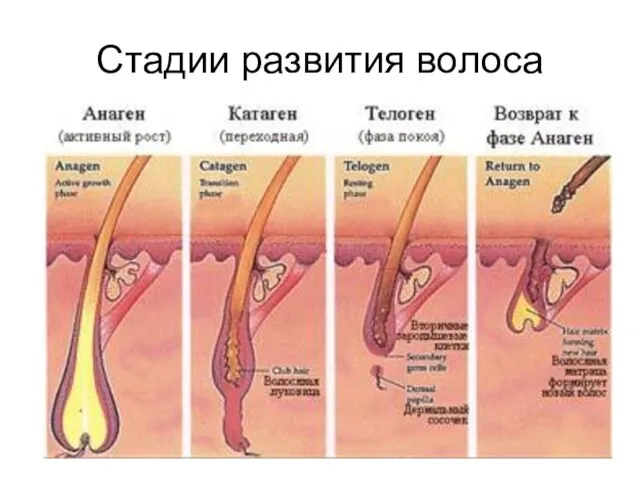 Стадии развития волоса