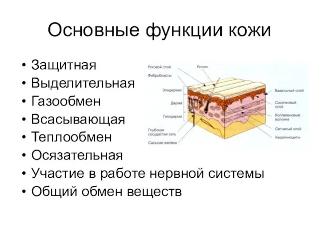 Основные функции кожи Защитная Выделительная Газообмен Всасывающая Теплообмен Осязательная Участие в работе