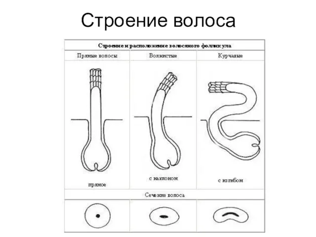 Строение волоса