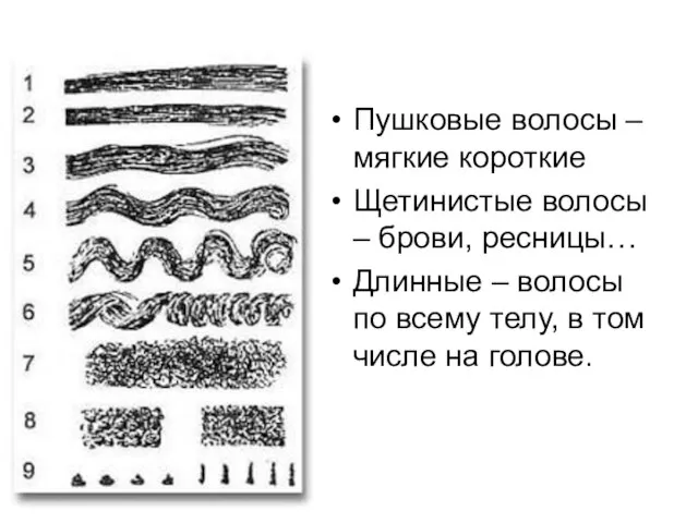 Пушковые волосы – мягкие короткие Щетинистые волосы – брови, ресницы… Длинные –