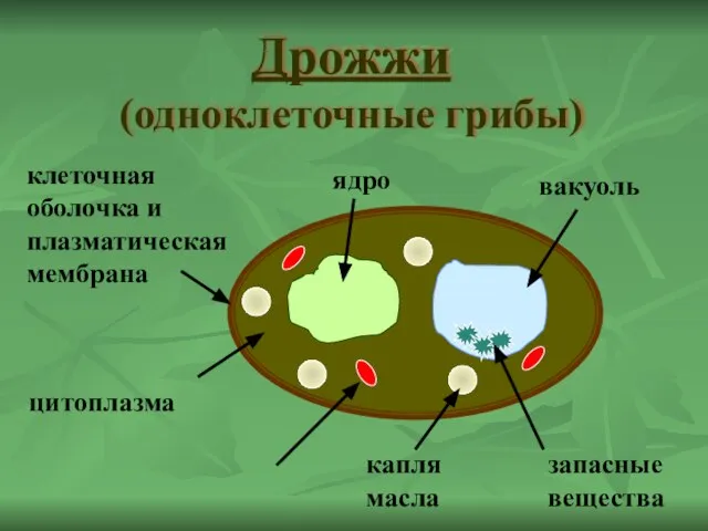 Дрожжи (одноклеточные грибы) ядро капля масла цитоплазма вакуоль клеточная оболочка и плазматическая мембрана запасные вещества