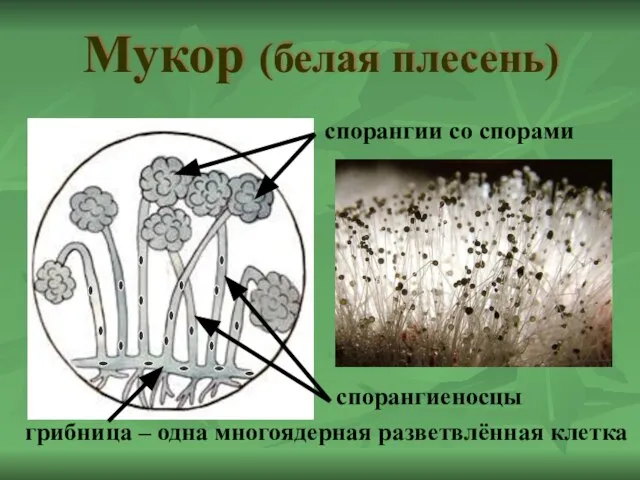 Мукор (белая плесень) грибница – одна многоядерная разветвлённая клетка спорангиеносцы спорангии со спорами