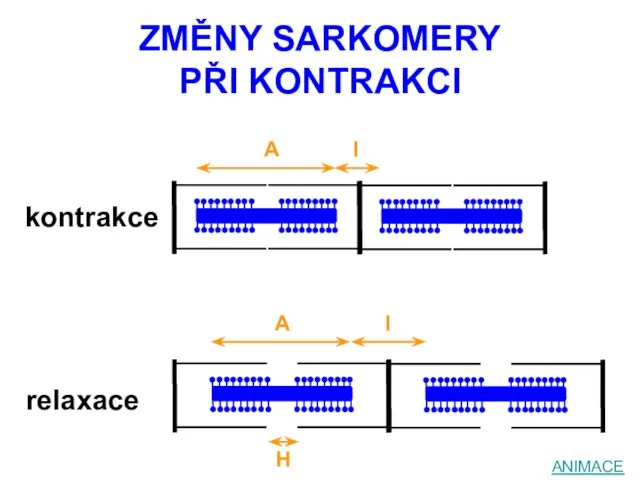 ZMĚNY SARKOMERY PŘI KONTRAKCI kontrakce ANIMACE relaxace A A I I H