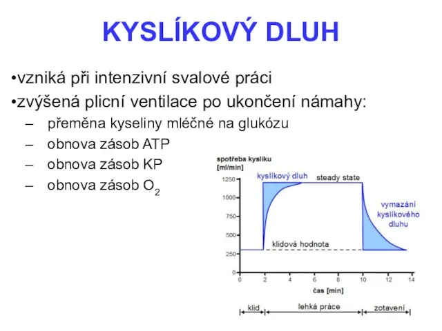 KYSLÍKOVÝ DLUH vzniká při intenzivní svalové práci zvýšená plicní ventilace po ukončení