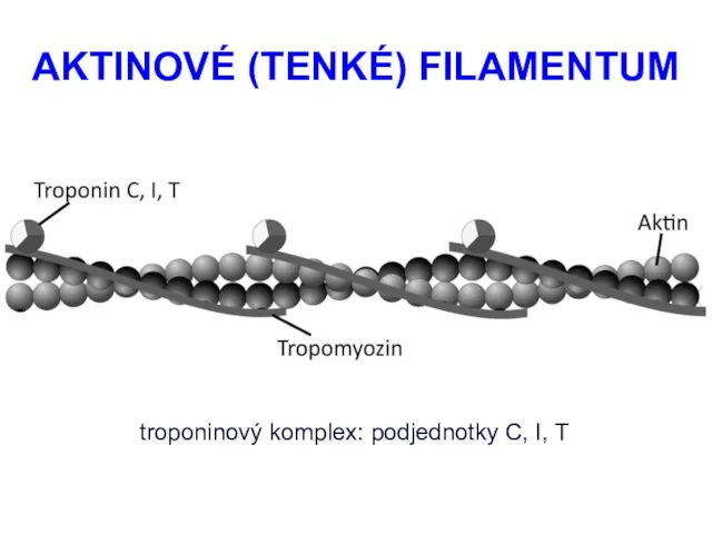 AKTINOVÉ (TENKÉ) FILAMENTUM troponinový komplex: podjednotky C, I, T