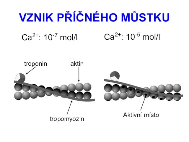 VZNIK PŘÍČNÉHO MŮSTKU Ca2+: 10-5 mol/l Ca2+: 10-7 mol/l Aktivní místo tropomyozin troponin aktin