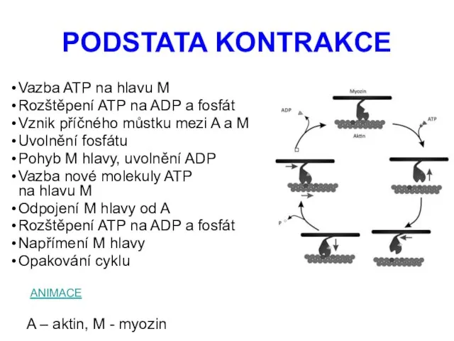 PODSTATA KONTRAKCE Vazba ATP na hlavu M Rozštěpení ATP na ADP a