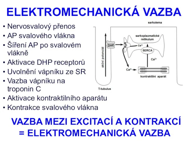 ELEKTROMECHANICKÁ VAZBA Nervosvalový přenos AP svalového vlákna Šíření AP po svalovém vlákně