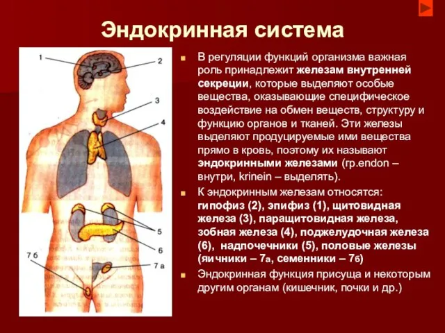 Эндокринная система В регуляции функций организма важная роль принадлежит железам внутренней секреции,