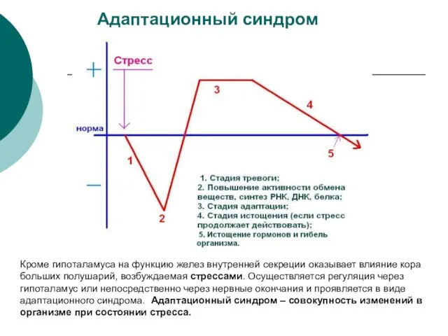 Адаптационный синдром Кроме гипоталамуса на функцию желез внутренней секреции оказывает влияние кора