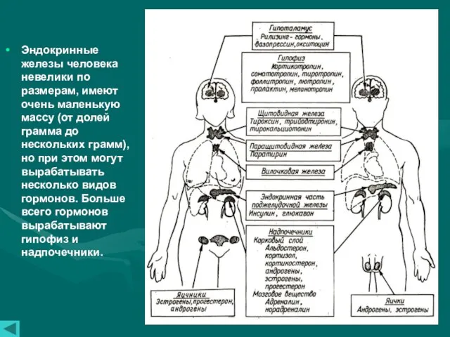 Эндокринные железы человека невелики по размерам, имеют очень маленькую массу (от долей