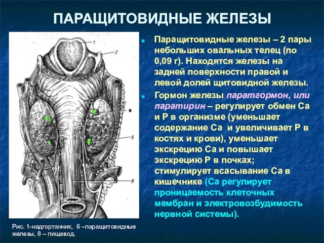 ПАРАЩИТОВИДНЫЕ ЖЕЛЕЗЫ Паращитовидные железы – 2 пары небольших овальных телец (по 0,09