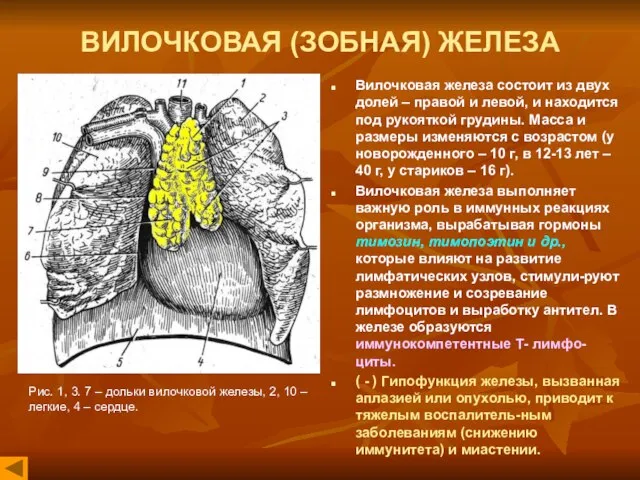 ВИЛОЧКОВАЯ (ЗОБНАЯ) ЖЕЛЕЗА Вилочковая железа состоит из двух долей – правой и