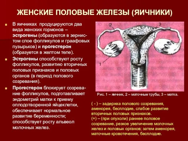 ЖЕНСКИЕ ПОЛОВЫЕ ЖЕЛЕЗЫ (ЯИЧНИКИ) В яичниках продуцируются два вида женских гормонов –