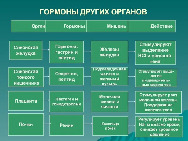 ГОРМОНЫ ДРУГИХ ОРГАНОВ Слизистая тонкого кишечника Слизистая желудка Гормоны: гастрин и пептид