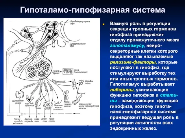 Гипоталамо-гипофизарная система Важную роль в регуляции секреции тропных гормонов гипофиза принадлежит отделу