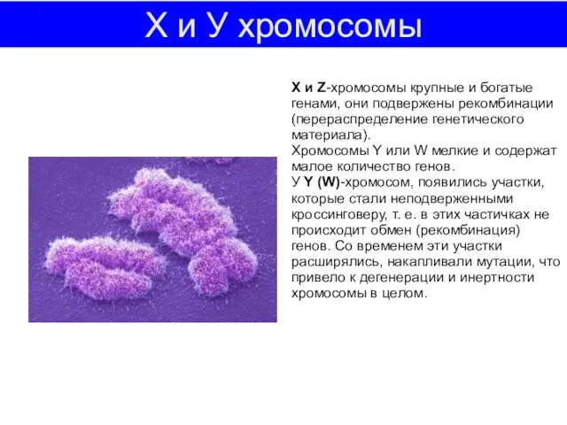 Х и У хромосомы Х и Z-хромосомы крупные и богатые генами, они