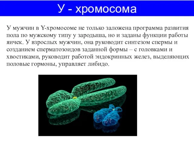 У - хромосома У мужчин в Y-хромосоме не только заложена программа развития