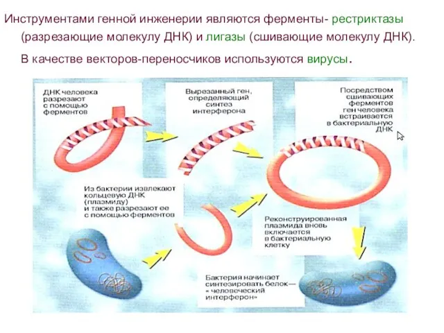 Инструментами генной инженерии являются ферменты- рестриктазы (разрезающие молекулу ДНК) и лигазы (сшивающие