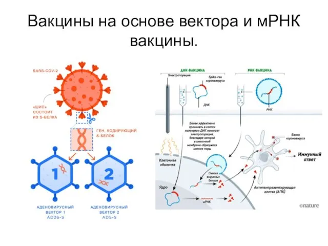 Вакцины на основе вектора и мРНК вакцины.