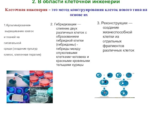 2. В области клеточной инженерии Клеточная инженерия – это метод конструирования клеток