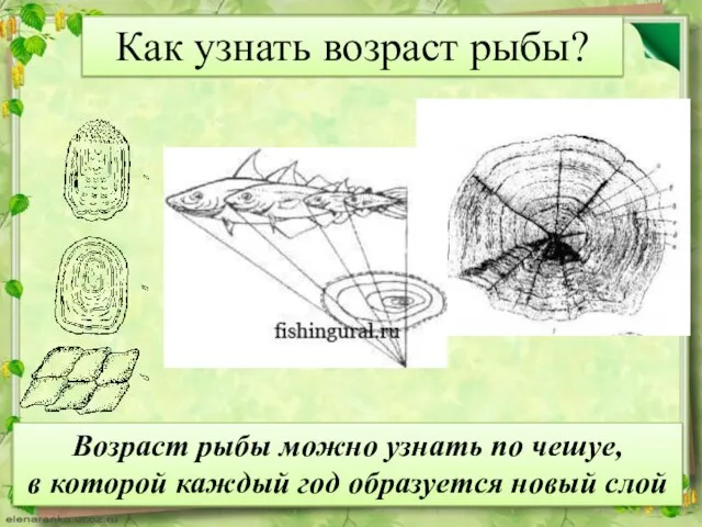 Возраст рыбы можно узнать по чешуе, в которой каждый год образуется новый