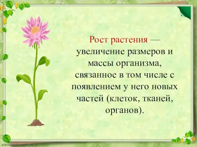 Рост растения — увеличение размеров и массы организма, связанное в том числе