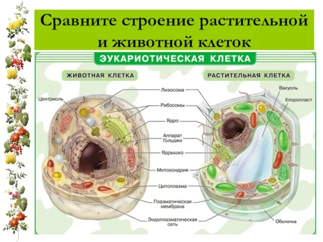 Сравните строение растительной и животной клеток