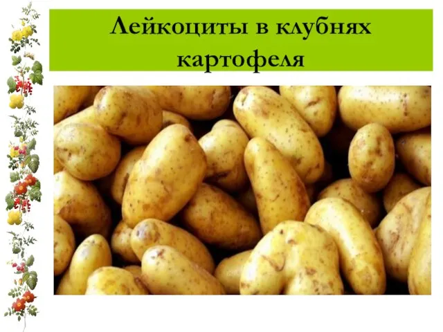 Лейкоциты в клубнях картофеля