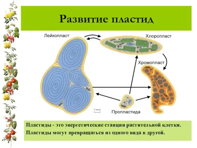 Развитие пластид Пластиды - это энергетические станции растительной клетки. Пластиды могут превращаться