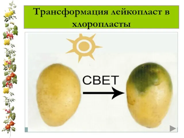 Трансформация лейкопласт в хлоропласты