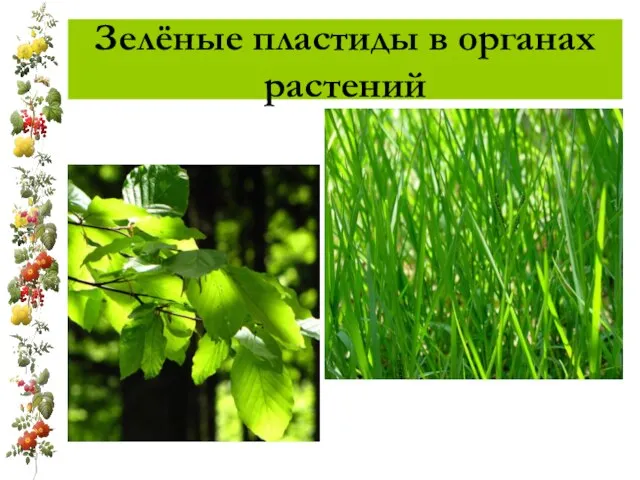 Зелёные пластиды в органах растений