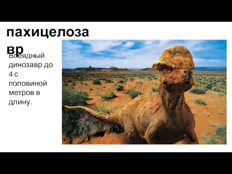 пахицелозавр Всеядный динозавр до 4 с половиной метров в длину.