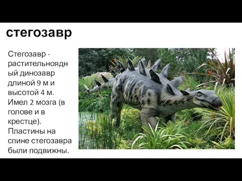 стегозавр Стегозавр - растительноядный динозавр длиной 9 м и высотой 4 м.