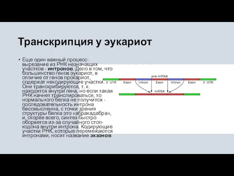 Транскрипция у эукариот Еще один важный процесс- вырезание из РНК незначащих участков