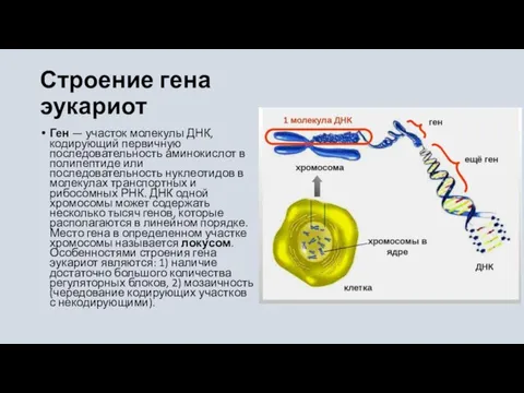 Строение гена эукариот Ген — участок молекулы ДНК, кодирующий первичную последовательность аминокислот