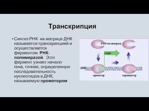 Транскрипция Синтез РНК на матрице ДНК называется транскрипцией и осуществляется ферментом РНК-полимеразой.
