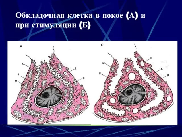 Обкладочная клетка в покое (А) и при стимуляции (Б)