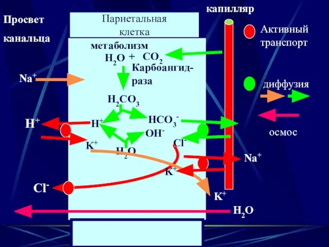 Париетальная клетка Просвет канальца капилляр метаболизм СО2 + Н2О Карбоангид- раза Н2СО3