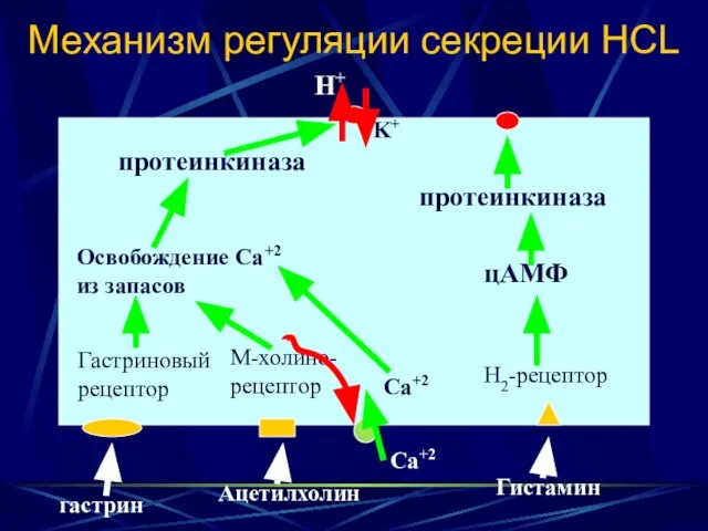 Механизм регуляции секреции НCL Н+ K+ Гастриновый рецептор гастрин Освобождение Са+2 из