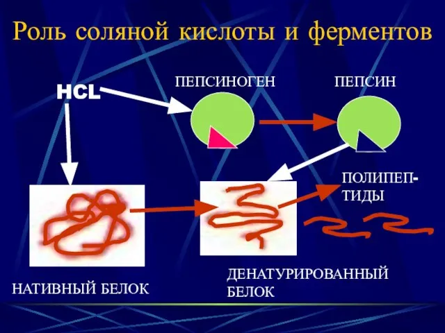 Роль соляной кислоты и ферментов HCL НАТИВНЫЙ БЕЛОК ДЕНАТУРИРОВАННЫЙ БЕЛОК ПЕПСИНОГЕН ПЕПСИН ПОЛИПЕП- ТИДЫ