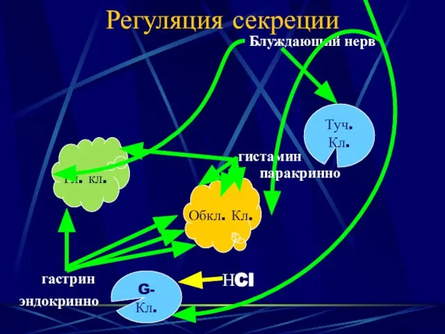 Регуляция секреции Гл. кл. Обкл. Кл. НCl Туч. Кл. гистамин G- Кл.