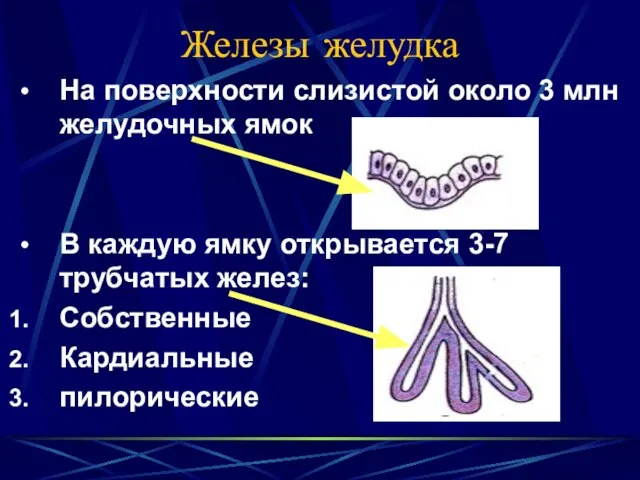 Железы желудка На поверхности слизистой около 3 млн желудочных ямок В каждую