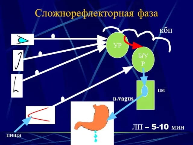 Сложнорефлекторная фаза кбп УР пища Б/УР пм n.vagus ЛП – 5-10 мин