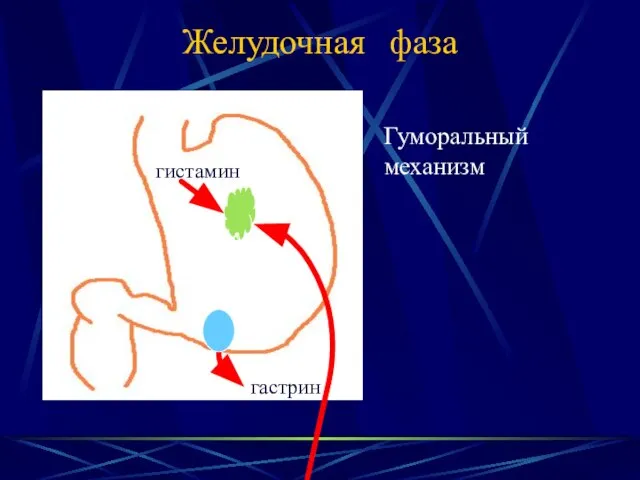 Желудочная фаза гастрин гистамин Гуморальный механизм