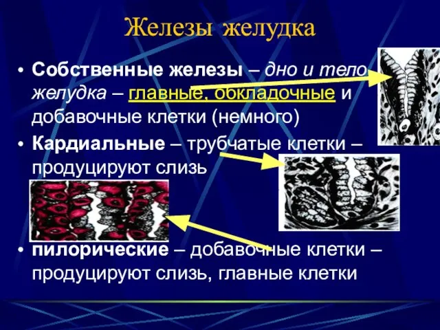 Железы желудка Собственные железы – дно и тело желудка – главные, обкладочные