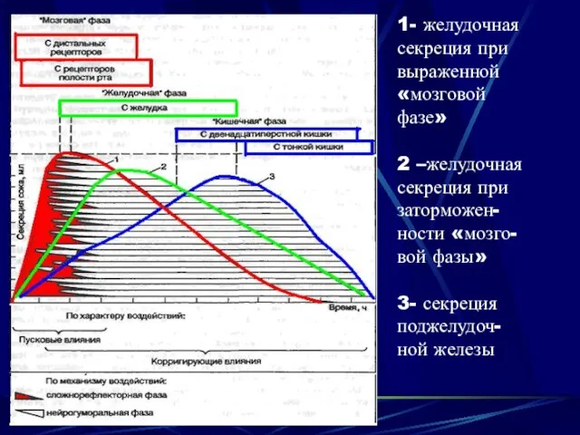 1- желудочная секреция при выраженной «мозговой фазе» 2 –желудочная секреция при заторможен-