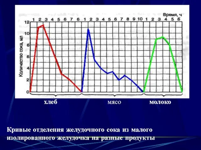 хлеб мясо молоко Кривые отделения желудочного сока из малого изолированного желудочка на разные продукты