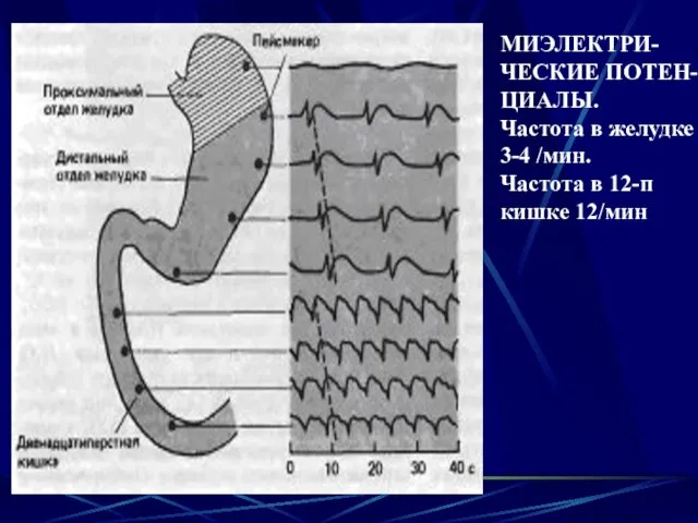 МИЭЛЕКТРИ- ЧЕСКИЕ ПОТЕН- ЦИАЛЫ. Частота в желудке 3-4 /мин. Частота в 12-п кишке 12/мин